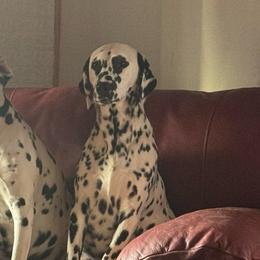Poppy - Dalmatian