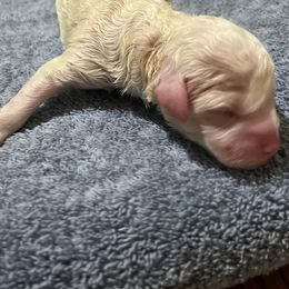 Aussiedoodle Puppies from Creek Bend Farm