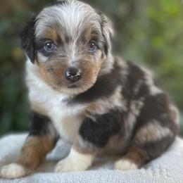 Boy 1 - Blue merle male Australian Shepherd puppy in Mount Sterling, Kentucky from Saddle Creek Australian Shepherds