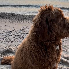 Australian Cobberdogs from Joreese Australian Cobberdogs