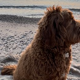 Australian Cobberdogs from Joreese Australian Cobberdogs