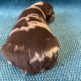 Balboa - Red merle male Australian Shepherd puppy in Whitwell, Tennessee from Owl Hollow Farm