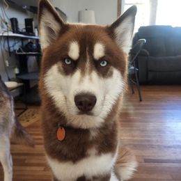 Pomskies from Yuna's Pomsky