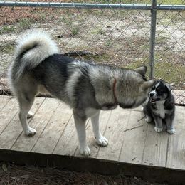 Siberian Husky Puppies from WILLIAM HUNDLEY
