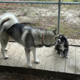 Siberian Husky Puppies from WILLIAM HUNDLEY