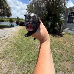 Girl 2 - Black tri-color female Bulldog puppy in Hobe Sound, Florida from Amanda’s Bullies