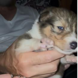 Eulalie sweetly speaking - Sable and white female Collie puppy in Malvern, Arkansas from Lost Acres Collies