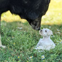 Aussiedoodle and Miniature Schnauzer Puppies from Cedar Creek Ranch