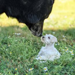 Aussiedoodle and Miniature Schnauzer Puppies from Cedar Creek Ranch