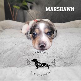 Marshawn - Dapple male Dachshund puppy in Modesto, California from Cabrera Family Kennels