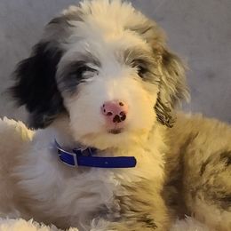 Goldendoodle and Sheepadoodle Puppies from IE Family Doodles