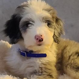 Goldendoodle and Sheepadoodle Puppies from IE Family Doodles