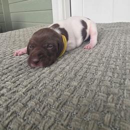 Yellow Girl - Liver and white female German Shorthaired Pointer puppy in Nampa, Idaho from Heart Mountain Cavaliers & Floating Feathers Kennel