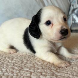 Jean Claude - Piebald male Dachshund puppy in Gladewater, Texas from Devoted Dachshunds