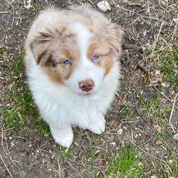 Australian Shepherd Puppies from Black Pond Australian Shepherds