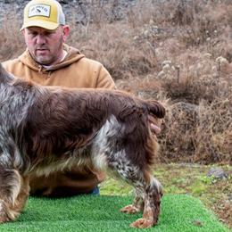 Grainger - English Springer Spaniel