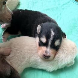 Woodrow Call - Black and white male Pomsky puppy in Blue Earth, Minnesota from Blue Sky Pomsky
