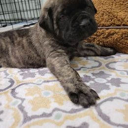 Comet - Brindle Mastiff puppy in Proctor, Minnesota from BFG MASTIFFS