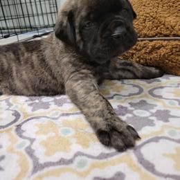 Comet - Brindle Mastiff puppy in Proctor, Minnesota from BFG MASTIFFS