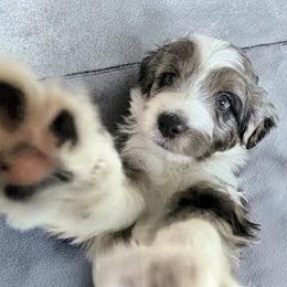 Aussiedoodle Puppies from Ridgeview Aussiedoodles