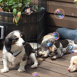 Dachshunds from CC Dachshunds and Adventures