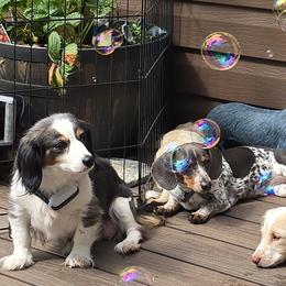 Dachshunds from CC Dachshunds and Adventures