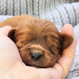 Boy 1 - Ruby male Cavalier King Charles Spaniel puppy in Pennsylvania from Breezy Valley Siberians