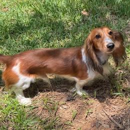 Scout - Dachshund