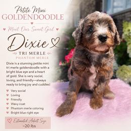 Dixie - Merle female Goldendoodle puppy in Ottawa, Ohio from Simply Beautiful Goldendoodles
