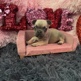 French Bulldog Puppies from The Frenchie Lady Co.