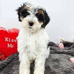 Sage - Black and white male Bernedoodle puppy in Granton, Wisconsin from Rose River Farms