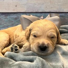 Vela - Cream female Goldendoodle puppy in The Woodlands, Texas from Gracie's Goldendoodles and Bernedoodles