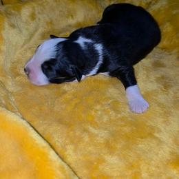 Tate - Black tri-color male Australian Shepherd puppy in Leonard, Texas from Tin Roof Aussies
