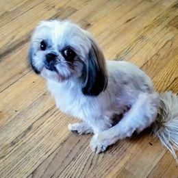 Cookie - Shih Tzu