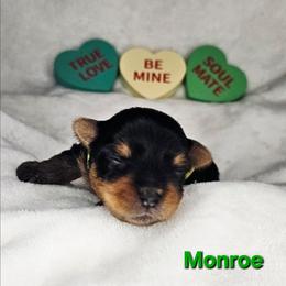 Monroe - Black and gold male Yorkshire Terrier puppy in Denver, Colorado from Totty's Tiny Paws