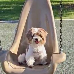 Yorkshire Terriers from Wendy's Pawsitive Training, LLC