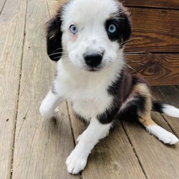 Taco - Black tri female Miniature Australian Shepherd puppy in Frankenmuth, Michigan from Frankenmuth Mini Aussies