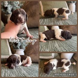 Witt - White and liver male German Shorthaired Pointer puppy in Ulen, Minnesota from North Wind Gundogs