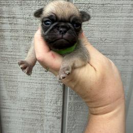 Theodore - Fawn male Pug puppy in Ludowici, Georgia from Royal Destiny Kennels