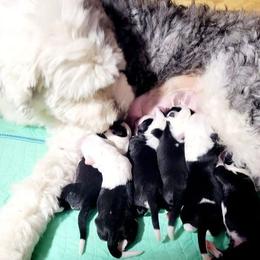 Old English Sheepdog puppies from Orleans Old English Sheepdogs