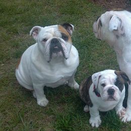 Bulldogs from Sheila's Bulldogs