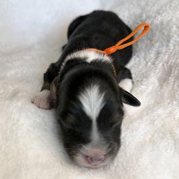 Orange collar - Black tri-color male Australian Shepherd puppy in Coulee City, Washington from Mr and Mrs Doodle Farm