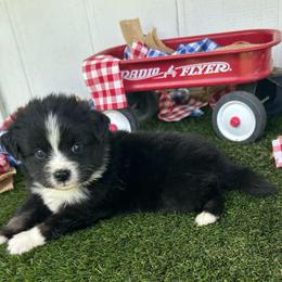 Justice - Black tri male Miniature Australian Shepherd puppy in Granbury, Texas from Texas Miniature Aussies