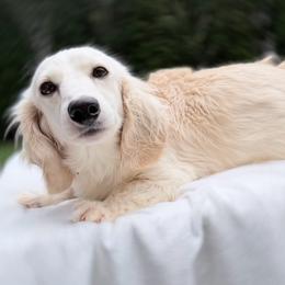 Iceland - Dachshund