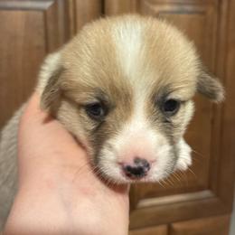 Jane - Red female Pembroke Welsh Corgi puppy in Delton, Michigan from CorGizmo