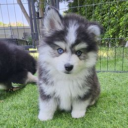 Jet - Black and white male Pomsky puppy in Southern California, California from SoCal Pomskies LLC