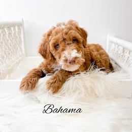 Bahama - Red  male Goldendoodle puppy in from Pink Poodles and Doodles