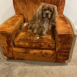 Cosmo - Cavalier King Charles Spaniel