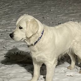 Captain Jack - Golden Retriever