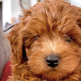 Cavapoos and Goldendoodles from Goldendoodles Utah| All sizes| Erda, Utah